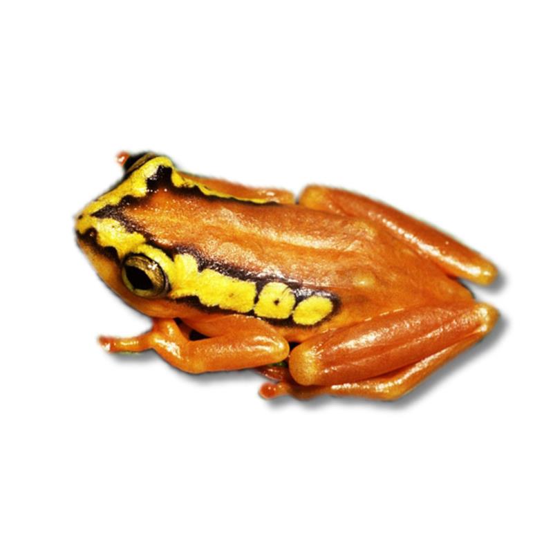Broasca Hyperolius puncticulatus (Red-yellow reed frog) - imagine 4